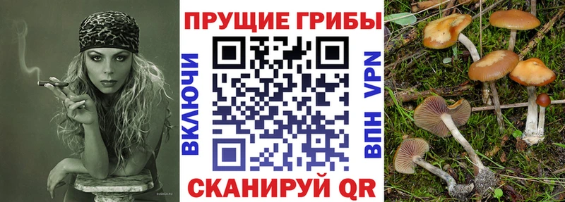 Галлюциногенные грибы мицелий Купить где Рошаль